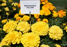 De Tagetes Endurance Yellow van FloraNova.